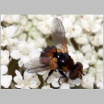 Cistogaster globosa - Raupenfliege m01 6mm Teverener Heide.jpg